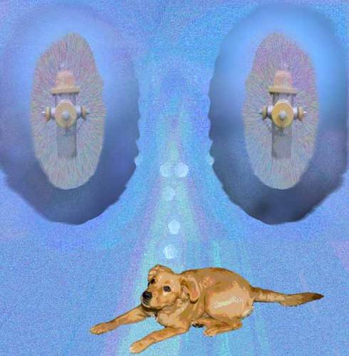 Doggie Double Daydreams