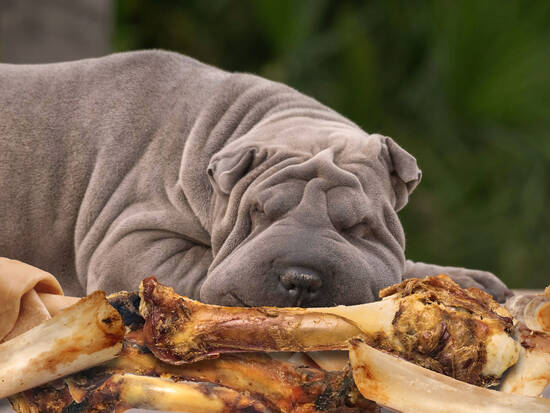 Heavenly Dog Dream
