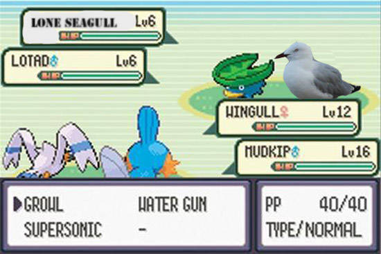 Seagull meets pokemon