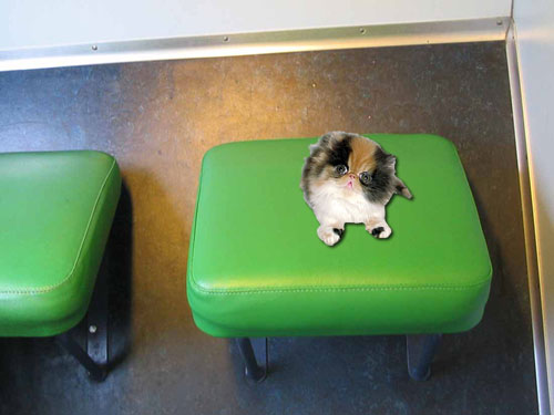 Cat Seat