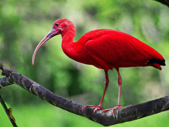Ibis The Red