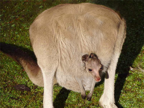 Mutated kangaroo!