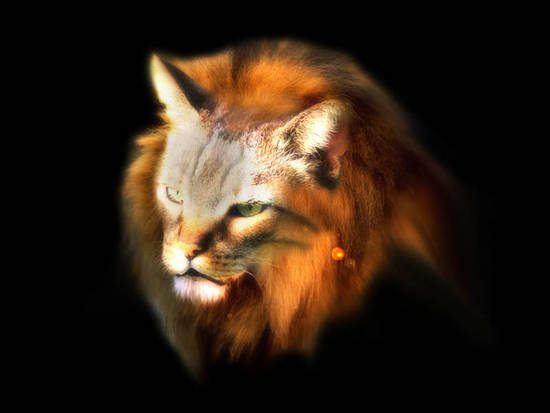 Lion cat 