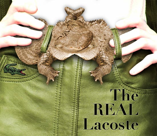 The Real Lacoste