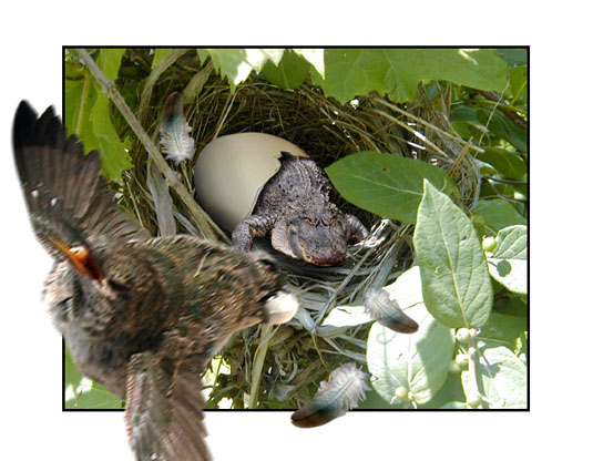 right nest, wrong egg