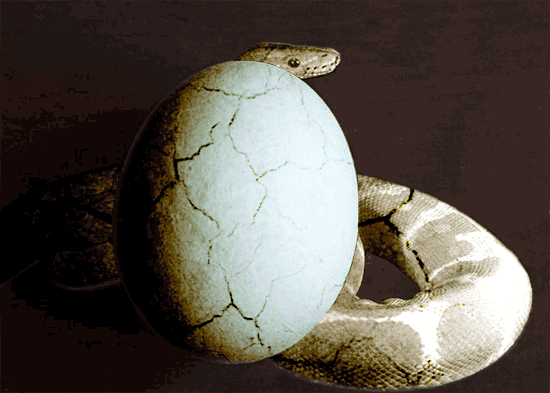 Snake's Egg