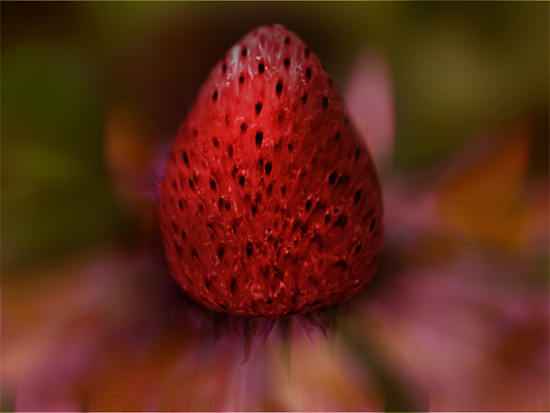 strawberry in bloom