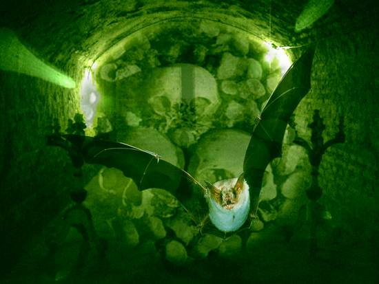 Bat of the Catacombs