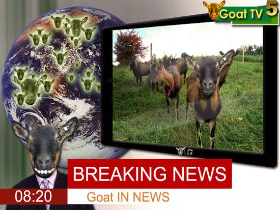 Goat in NEWS