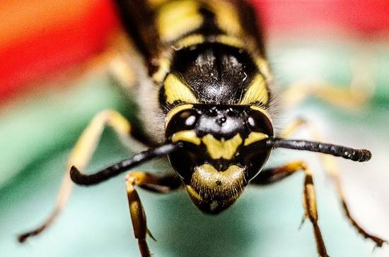 the wasp is watching you