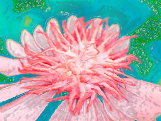 pink flower in water
