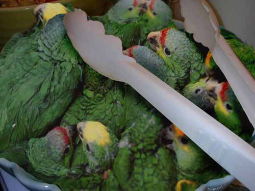 bowl full of birds