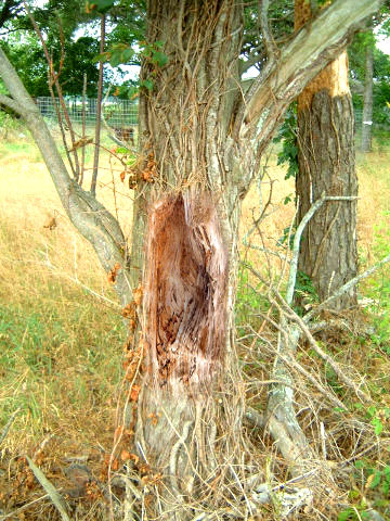 Rotting Tree