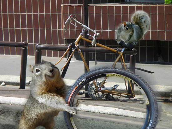 Squirrel Looters