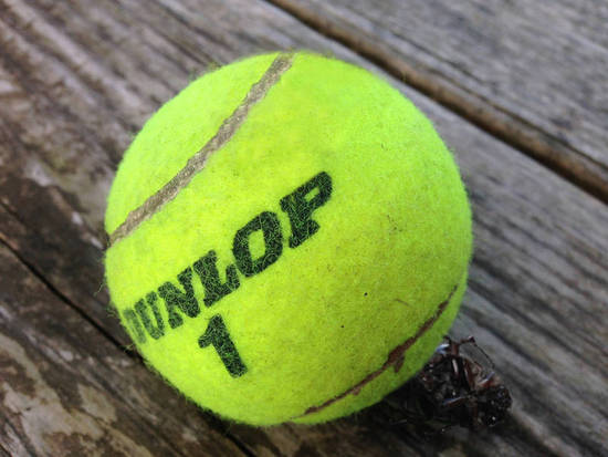 Tennis Ball On Dead Bug