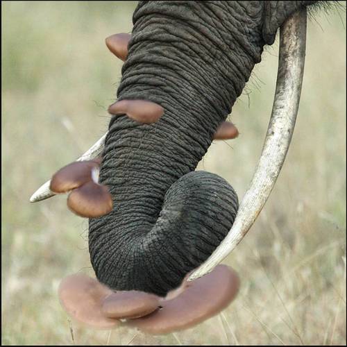 Shroom Elephant Trunk