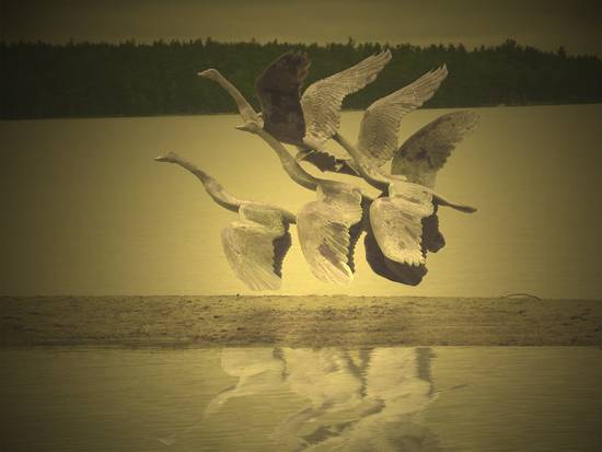 Birds on a Lake