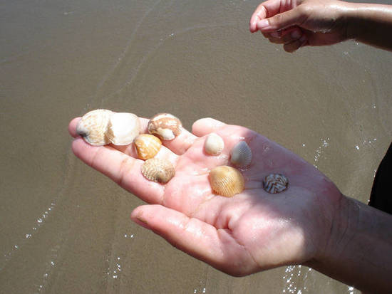 Stumpy found some shells
