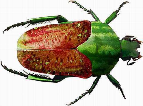 melon beetle