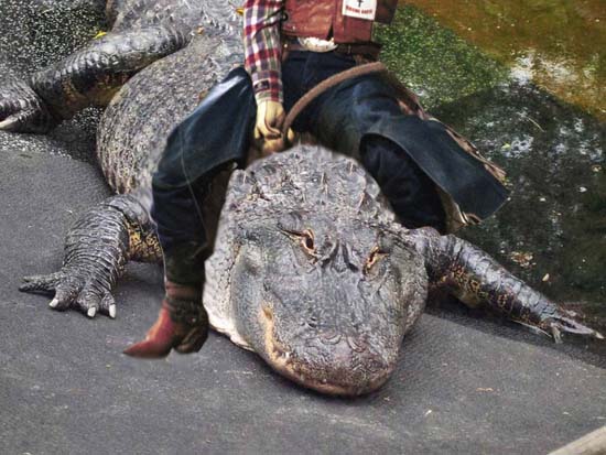 Cowboy riding alligator