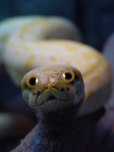 Snake eyes
