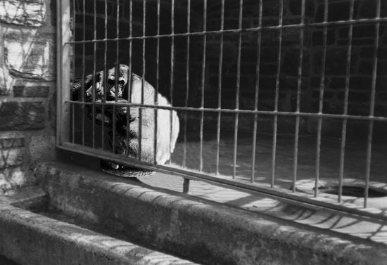 Gorilla in a Cage