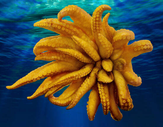 Octopi Menage a trois