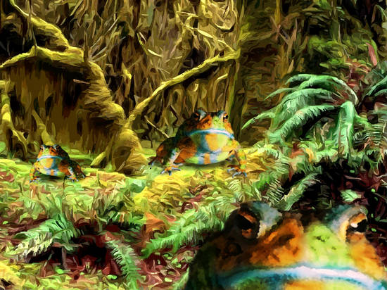 Rain Forest Frogs