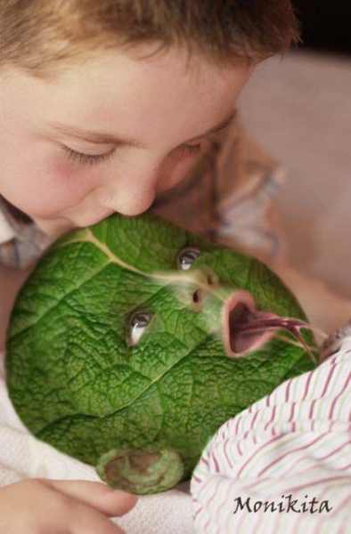 baby leaf- kiss