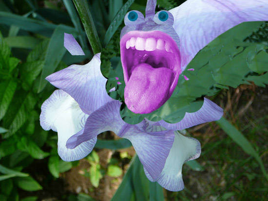 the little iris eater
