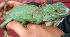 colour lizard