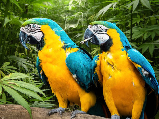 Ganja Forest Life
