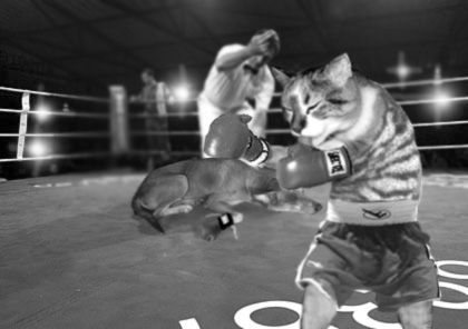 cat boxing