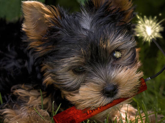 No, I said DON'T fetch!