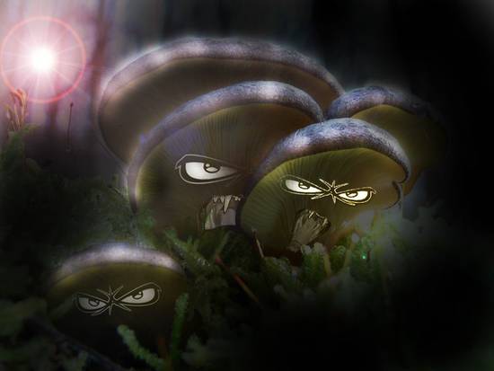 Evil Mushrooms