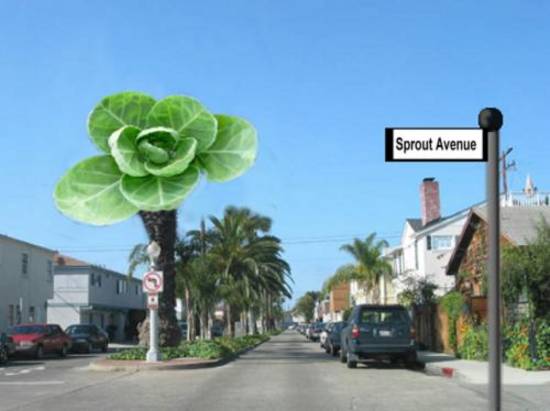 Sprout Avenue