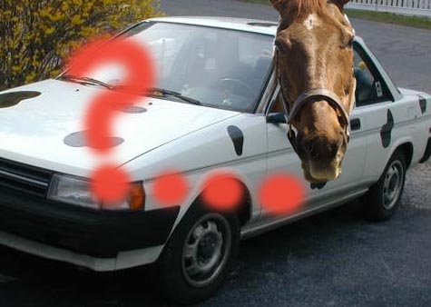 Horse in car??