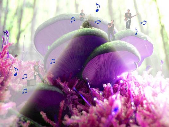 Rocking the shrooms!