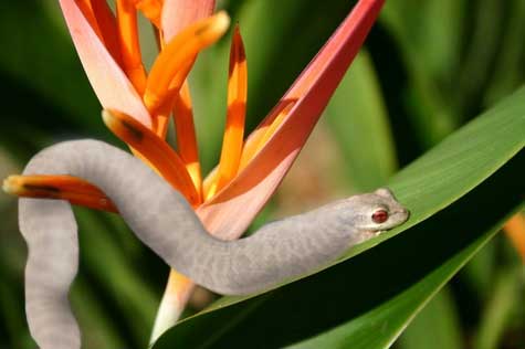 snake attac