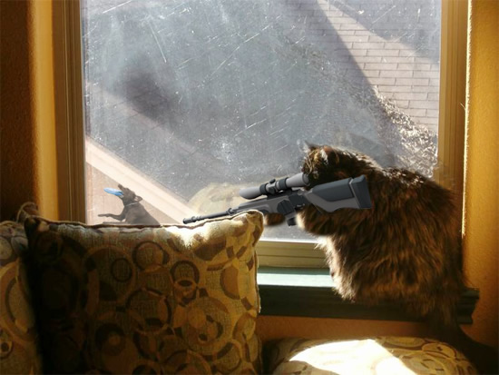 Sniper Kitty