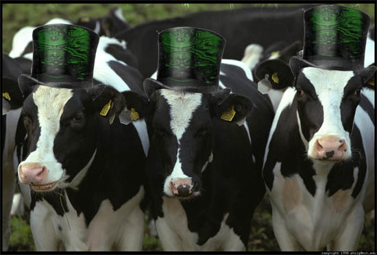 Leprechaun Cows