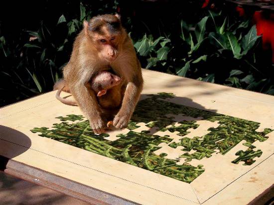 puzzled monkey