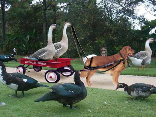 Goose and dog