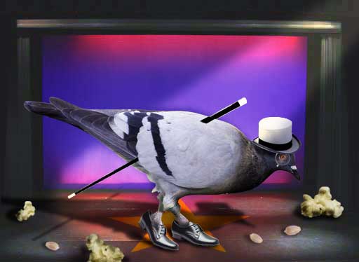 pigeon stage