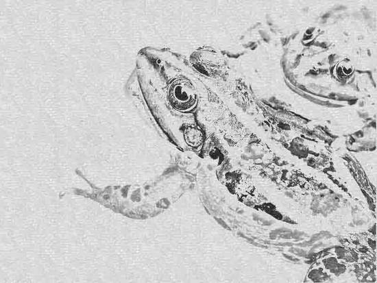The Two Frogs's Sketch 