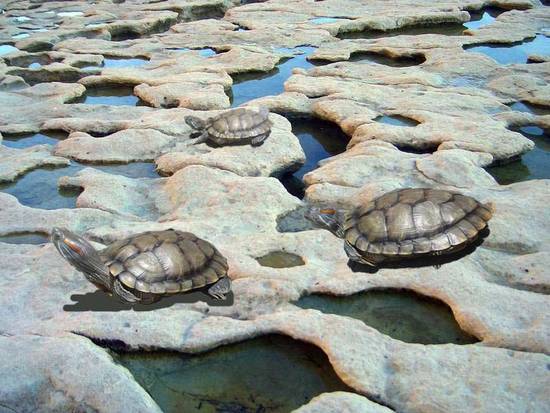 Tortoises Sunbathe
