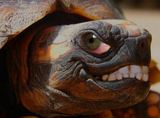 Grin, You're a Turtle