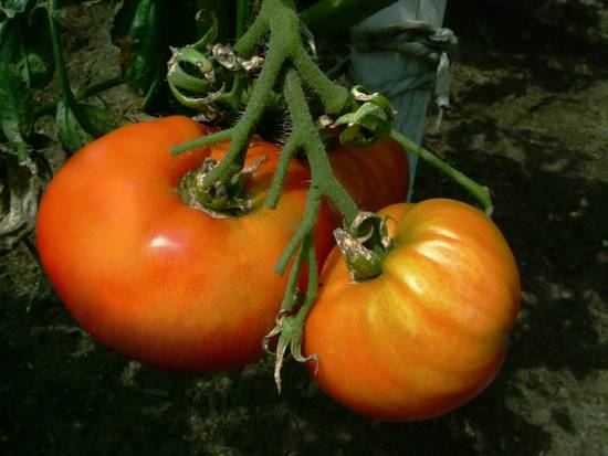 Tomatoes Anyone?