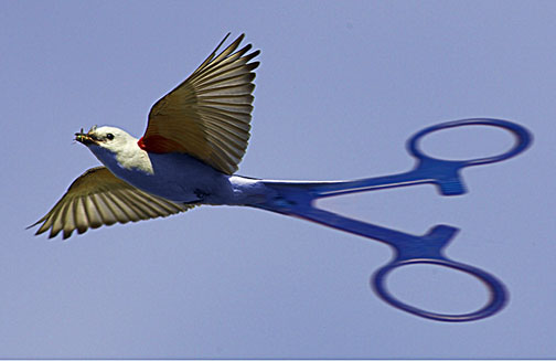Scissor Tail Fly Catcher