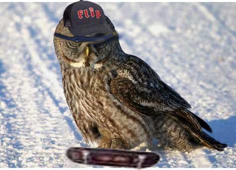 Skater Howl Owl